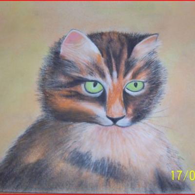 chat-aux-yeux-verts